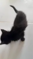 Gato