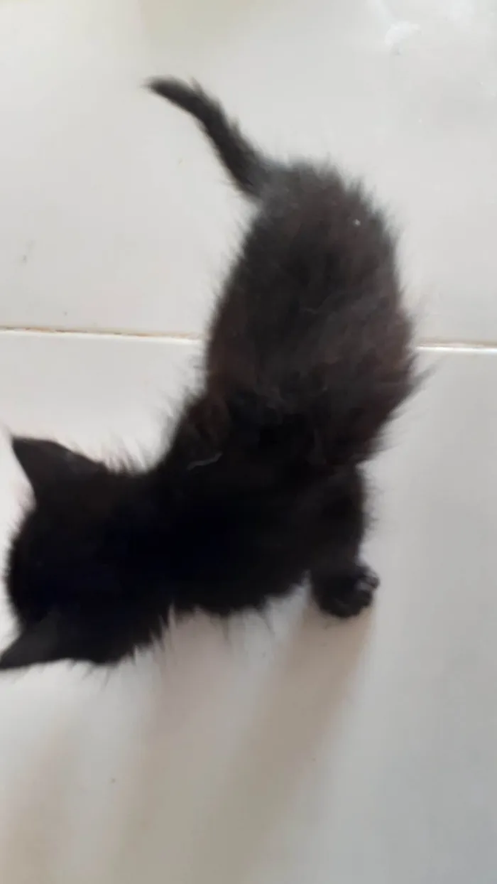 Gato ra a SRD-ViraLata idade 2 a 6 meses nome Gato
