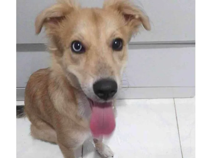 Cachorro ra a Mestiça  idade 7 a 11 meses nome Mel