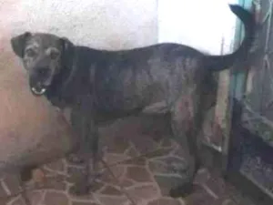 Cachorro raça SRD-ViraLata idade 4 anos nome Apolo