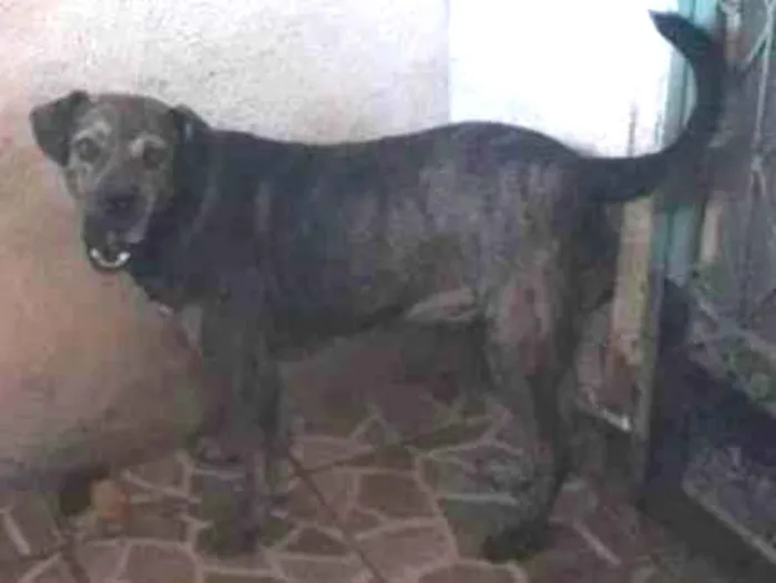 Cachorro ra a SRD-ViraLata idade 4 anos nome Apolo