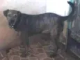 Apolo