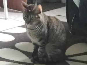 Gato raça SRD-ViraLata idade 5 anos nome Tigresa 