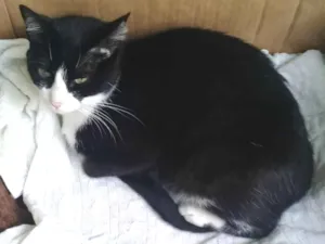 Gato raça SRD-ViraLata idade 5 anos nome Preta