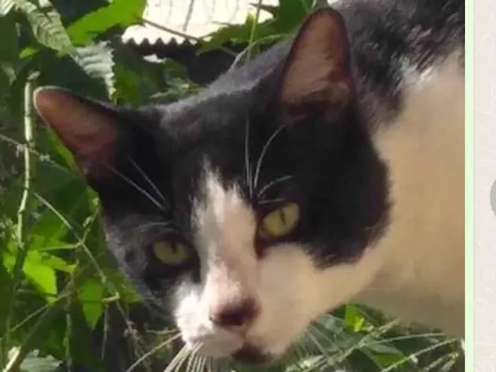 Gato ra a SRD  idade 2 anos nome Frajola 