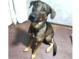 Cachorro raça SRD-ViraLata idade 2 anos nome AGRO