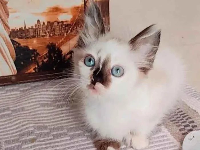 Gato ra a SRD-ViraLata idade 2 a 6 meses nome Mandy
