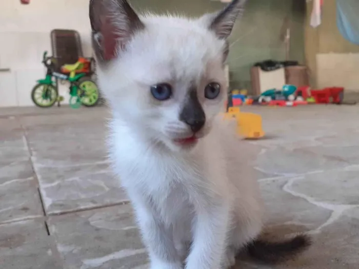 Gato ra a SRD-ViraLata idade 2 a 6 meses nome Chanin