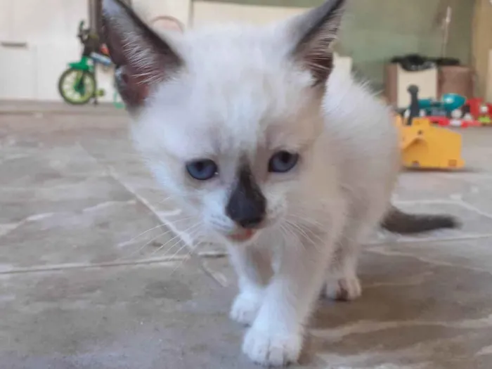 Gato ra a SRD-ViraLata idade 2 a 6 meses nome Chanin