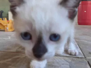 Gato raça SRD-ViraLata idade 2 a 6 meses nome Gato