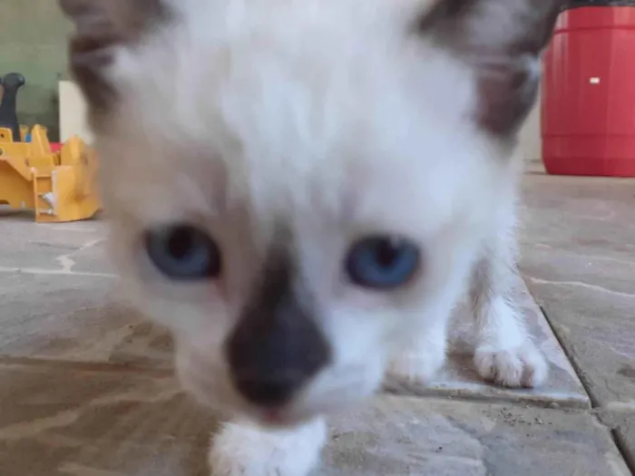 Gato ra a SRD-ViraLata idade 2 a 6 meses nome Gato