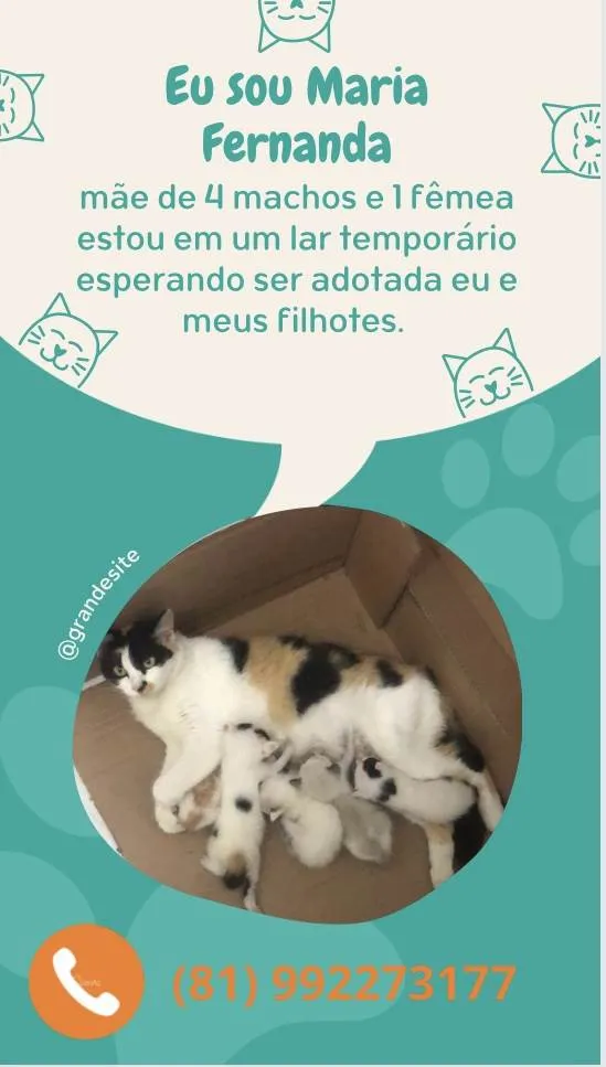 Gato ra a SRD-ViraLata idade Abaixo de 2 meses nome Maria Fernanda