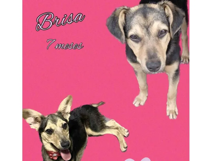 Cachorro ra a Srd idade 2 a 6 meses nome Brisa