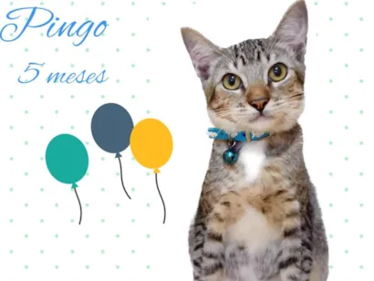 Gato raça Srd idade 2 a 6 meses nome Pingo