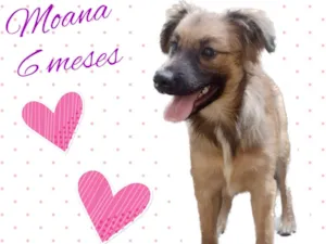 Cachorro raça Srd idade 2 a 6 meses nome Moana