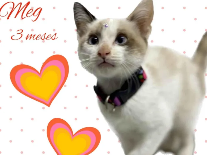 Gato raça Srd idade 2 a 6 meses nome Gatos diversos 