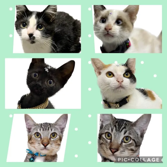 Gato raça Srd idade 2 a 6 meses nome Vários gatinhos 