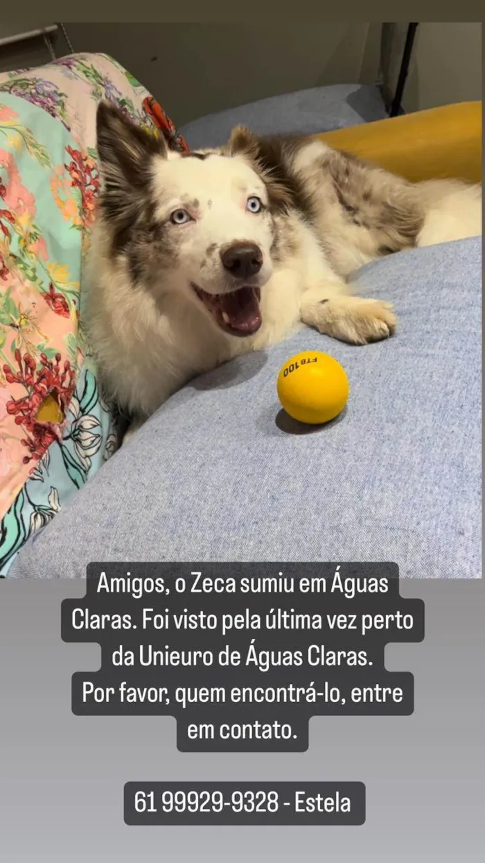 Cachorro ra a Border Collie  idade 6 ou mais anos nome Zeca
