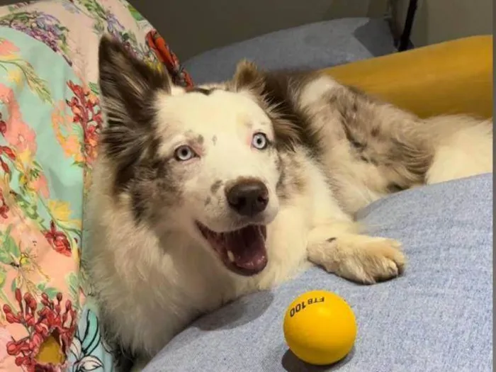 Cachorro ra a Border Collie  idade 6 ou mais anos nome Zeca