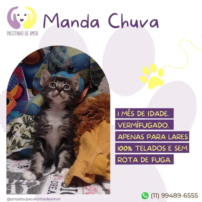 Gato ra a SRD-ViraLata idade 2 a 6 meses nome Manda chuva
