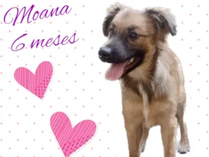 Cachorro raça Srd idade 2 a 6 meses nome Moana 