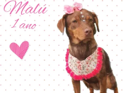 Cachorro raça Srd idade 1 ano nome Malú 