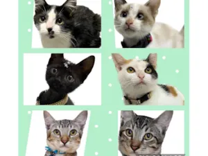 Gato raça Srd idade 2 a 6 meses nome Vários gatinhos 
