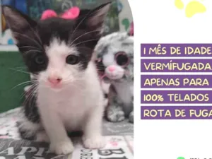 Gato raça SRD-ViraLata idade Abaixo de 2 meses nome Trixie
