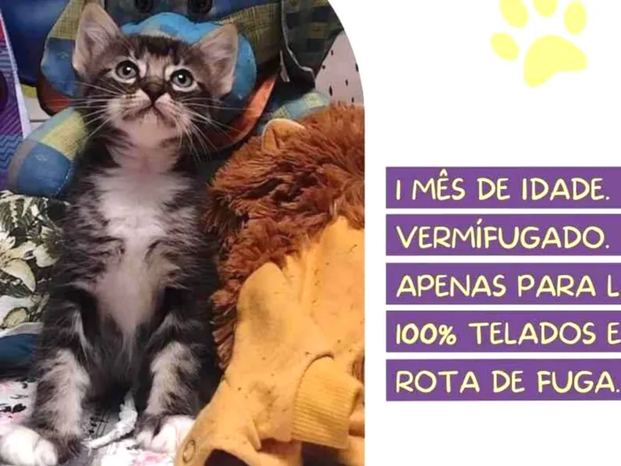 Gato ra a SRD-ViraLata idade 2 a 6 meses nome Manda chuva