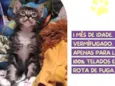 Manda chuva