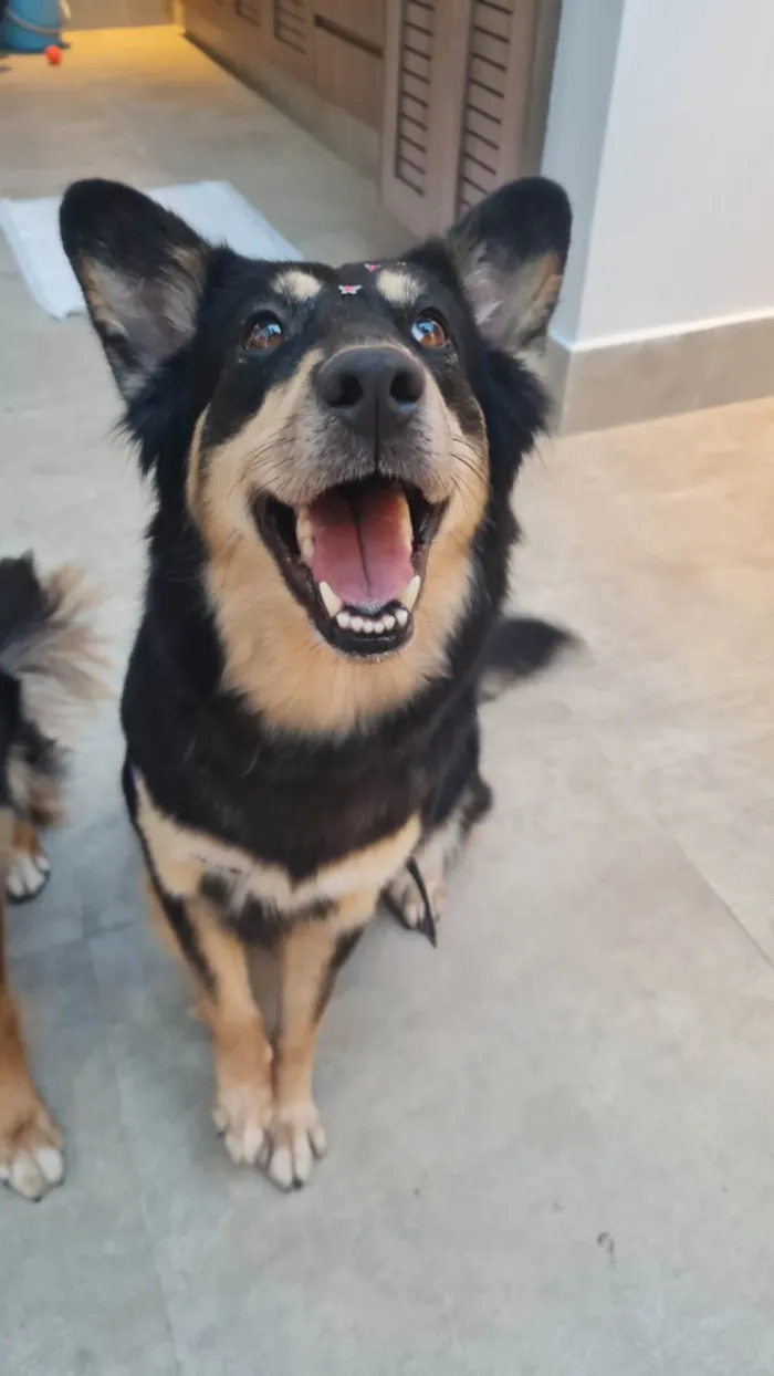 Cachorro raça SRD-ViraLata idade 3 anos nome Lunar