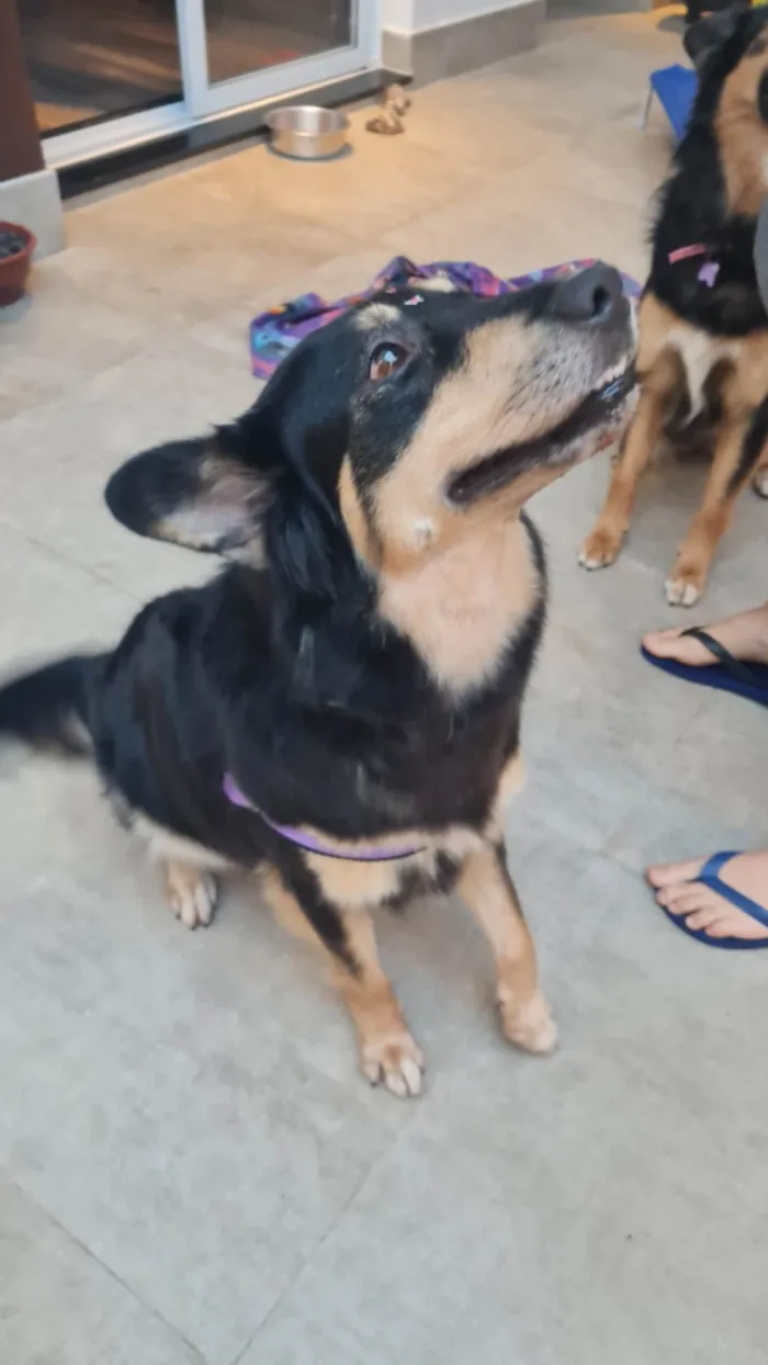 Cachorro raça SRD-ViraLata idade 3 anos nome Lunar