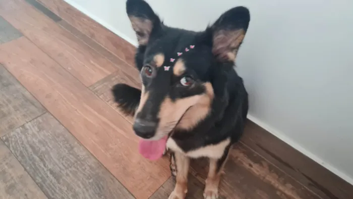 Cachorro raça SRD-ViraLata idade 3 anos nome Lunar