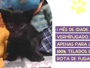Gato raça SRD-ViraLata idade Abaixo de 2 meses nome Espeto