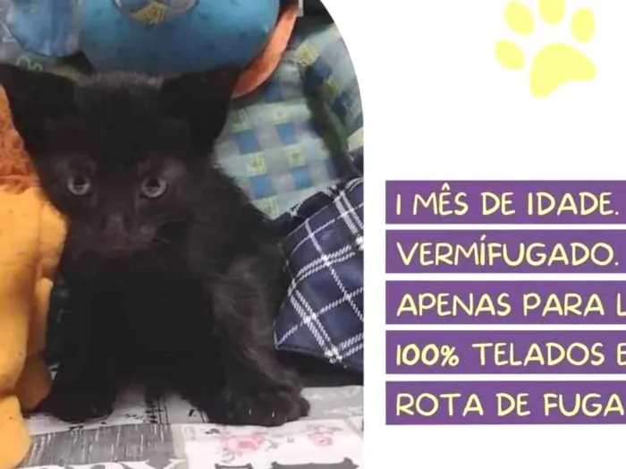 Gato raça SRD-ViraLata idade Abaixo de 2 meses nome Espeto