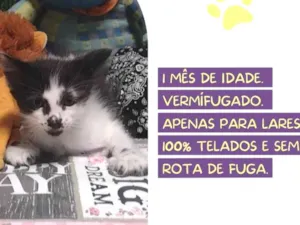 Gato raça SRD-ViraLata idade Abaixo de 2 meses nome Gênio 