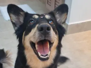 Cachorro raça SRD-ViraLata idade 3 anos nome Lunar
