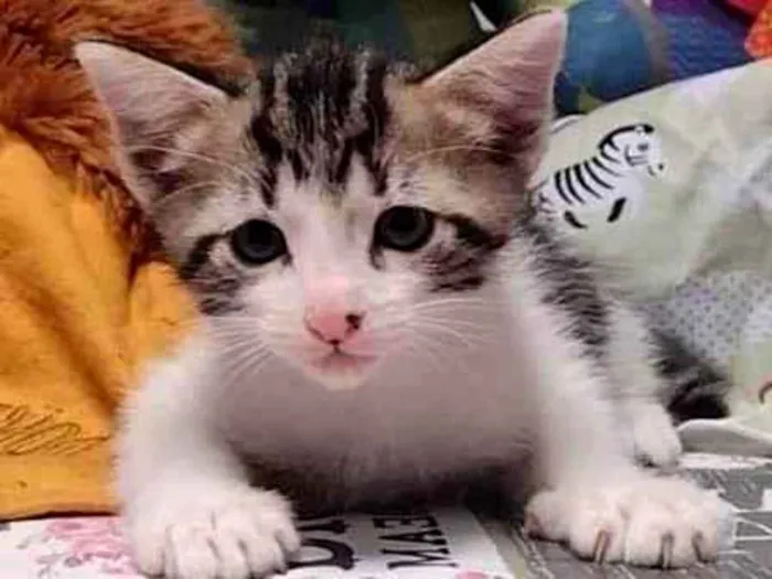 Cachorro raça SRD-ViraLata idade Abaixo de 2 meses nome Bacana