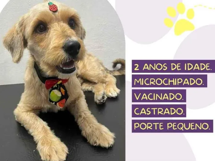 Cachorro raça SRD-ViraLata idade 2 a 6 meses nome Maike