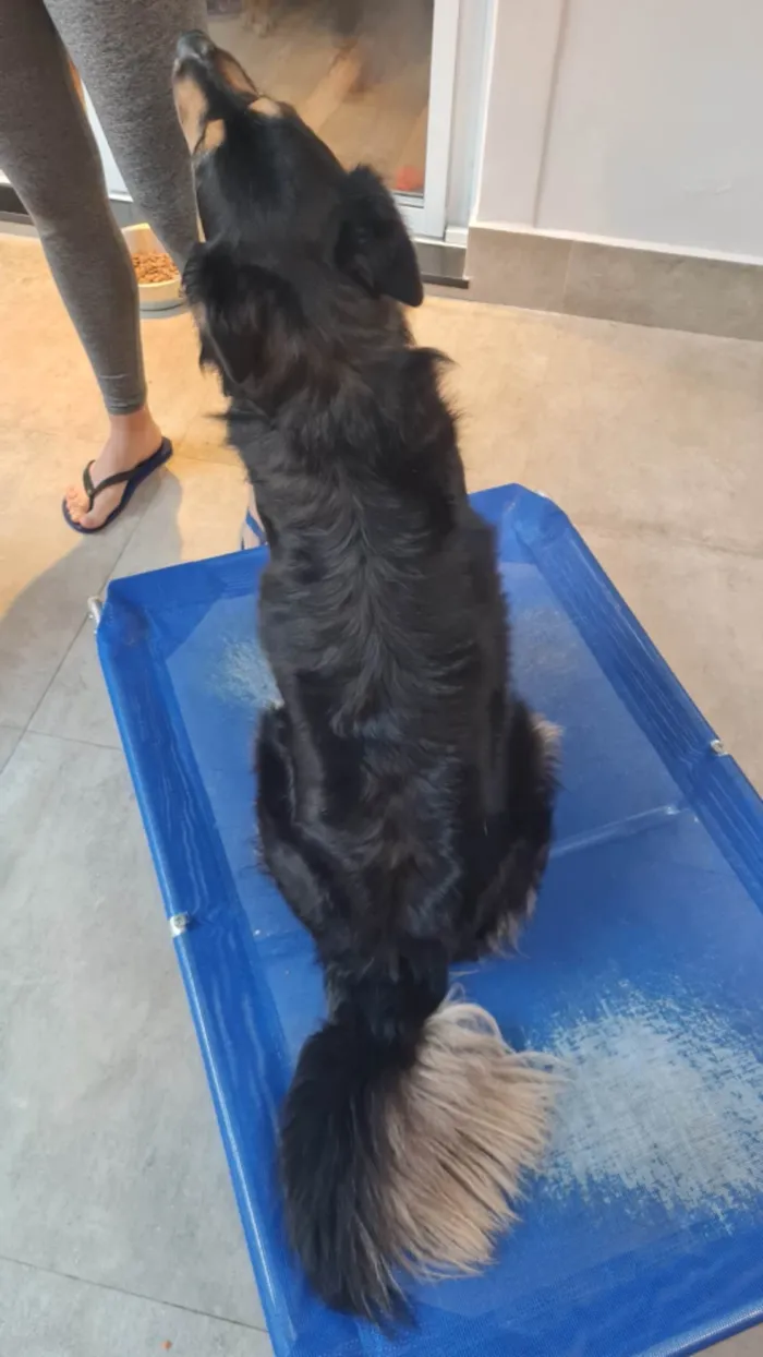 Cachorro raça SRD-ViraLata idade 3 anos nome Princesa