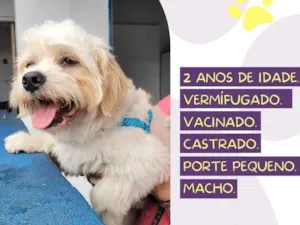 Cachorro raça SRD-ViraLata idade 2 anos nome Floquinho