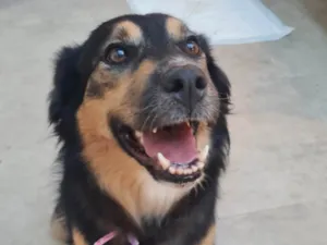 Cachorro raça SRD-ViraLata idade 3 anos nome Princesa