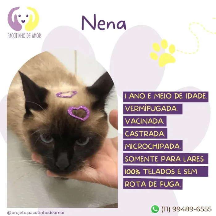 Gato raça SRD-ViraLata idade 2 anos nome Nena