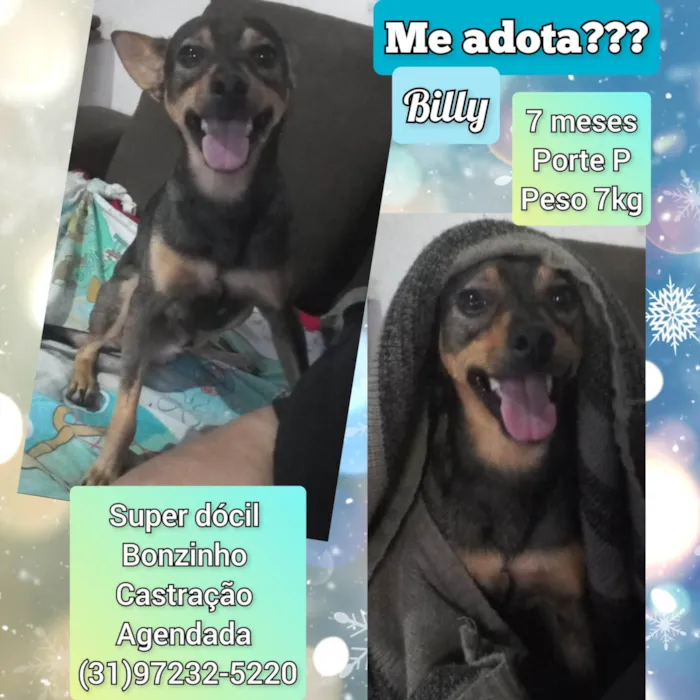 Cachorro raça SRD-ViraLata idade 7 a 11 meses nome Billy