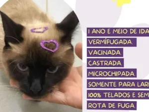 Gato raça SRD-ViraLata idade 2 anos nome Nena