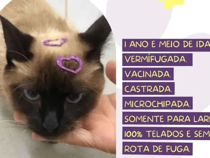 Gato raça SRD-ViraLata idade 2 anos nome Nena