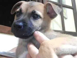 Cachorro raça SRD-ViraLata idade 2 a 6 meses nome PEPITA
