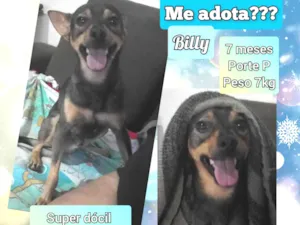 Cachorro raça SRD-ViraLata idade 7 a 11 meses nome Billy