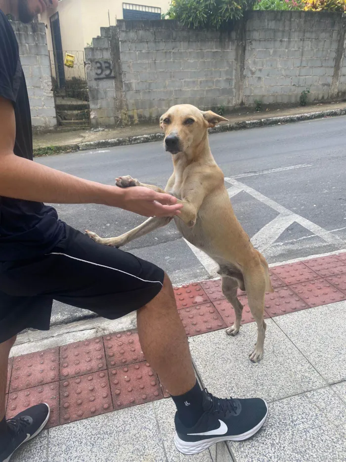 Cachorro ra a SRD-ViraLata idade 1 ano nome Ryan