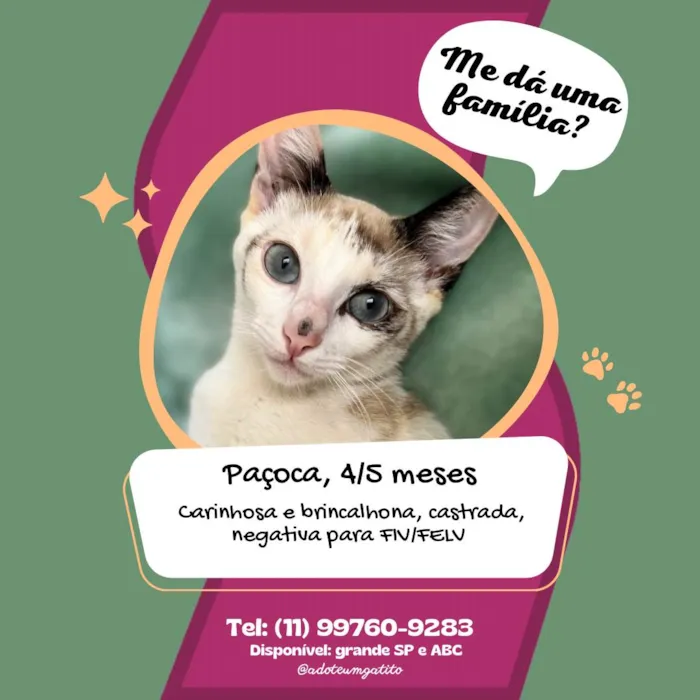 Gato raça SRD-ViraLata idade 2 a 6 meses nome Paçoca
